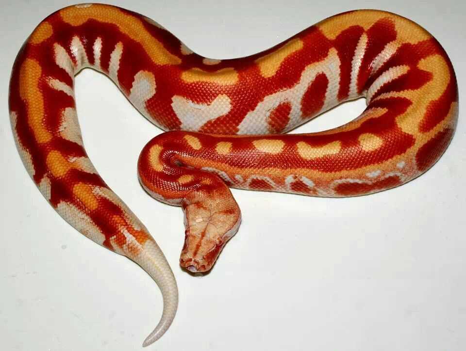 T+ Albino Morphs: The Beauty of Translucent Reds and Oranges