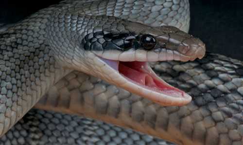 Behavior and Temperament of Blue Beauty Snake