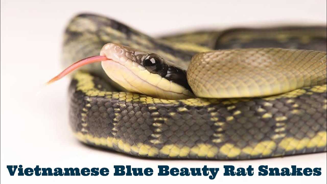 What Does the Blue Beauty Snake Eat?