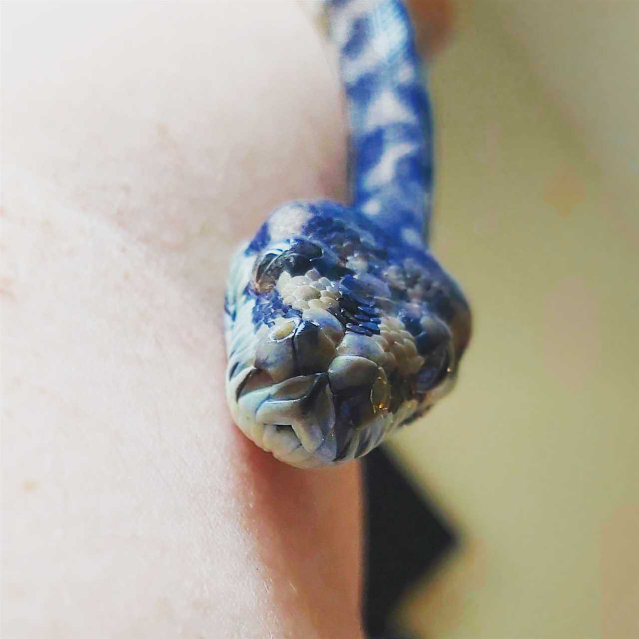 Blue carpet python