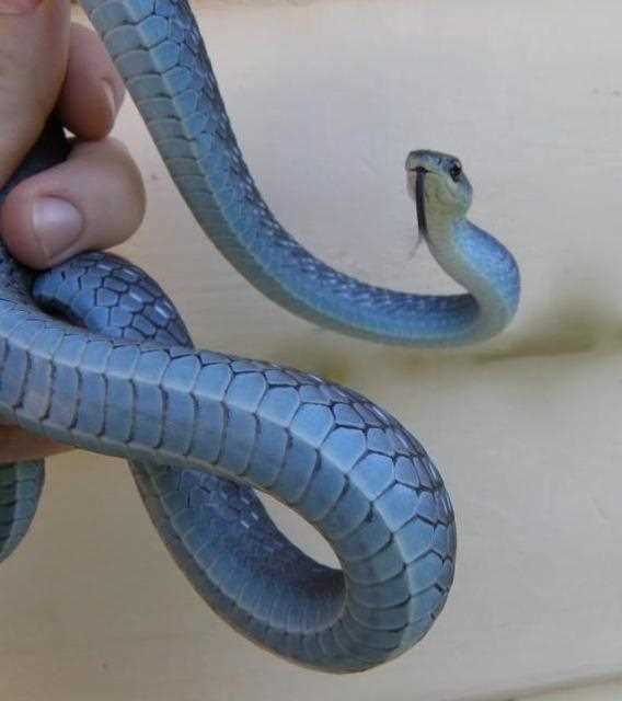 Finding the Perfect Blue Racer Snake