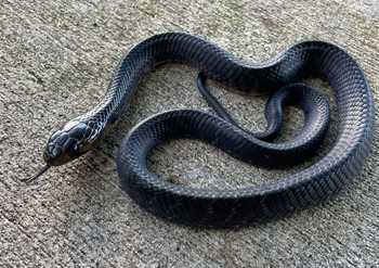 Explore a Wide Selection of Blue Racer Snakes at Exotic Reptile Shop