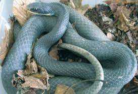 Blue racer snake for sale