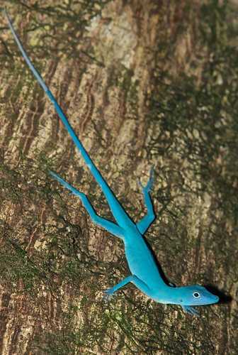 Blue Reptiles: Exploring the Stunning Shades of Blue