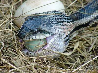 Characteristics of Blue Snake Eggs