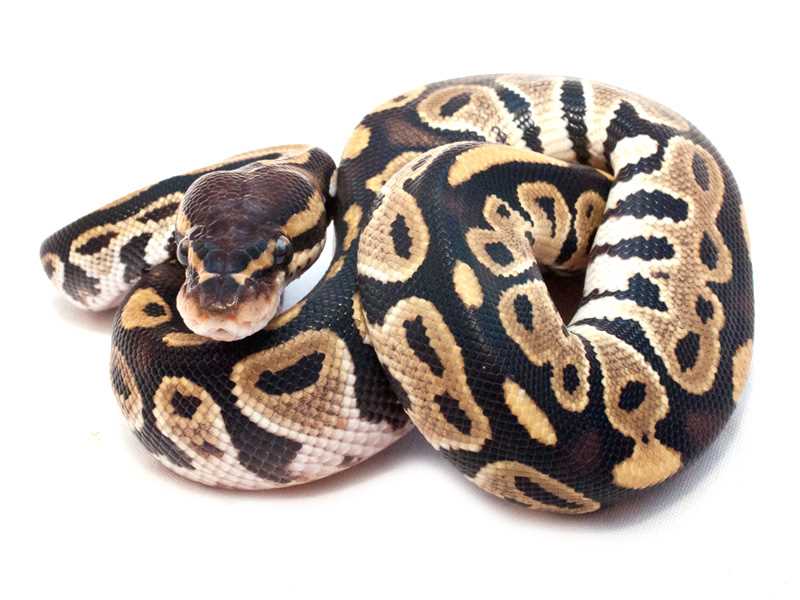 The Fascinating World of Bongo Ball Python Exotics