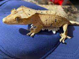 Brindle crested gecko