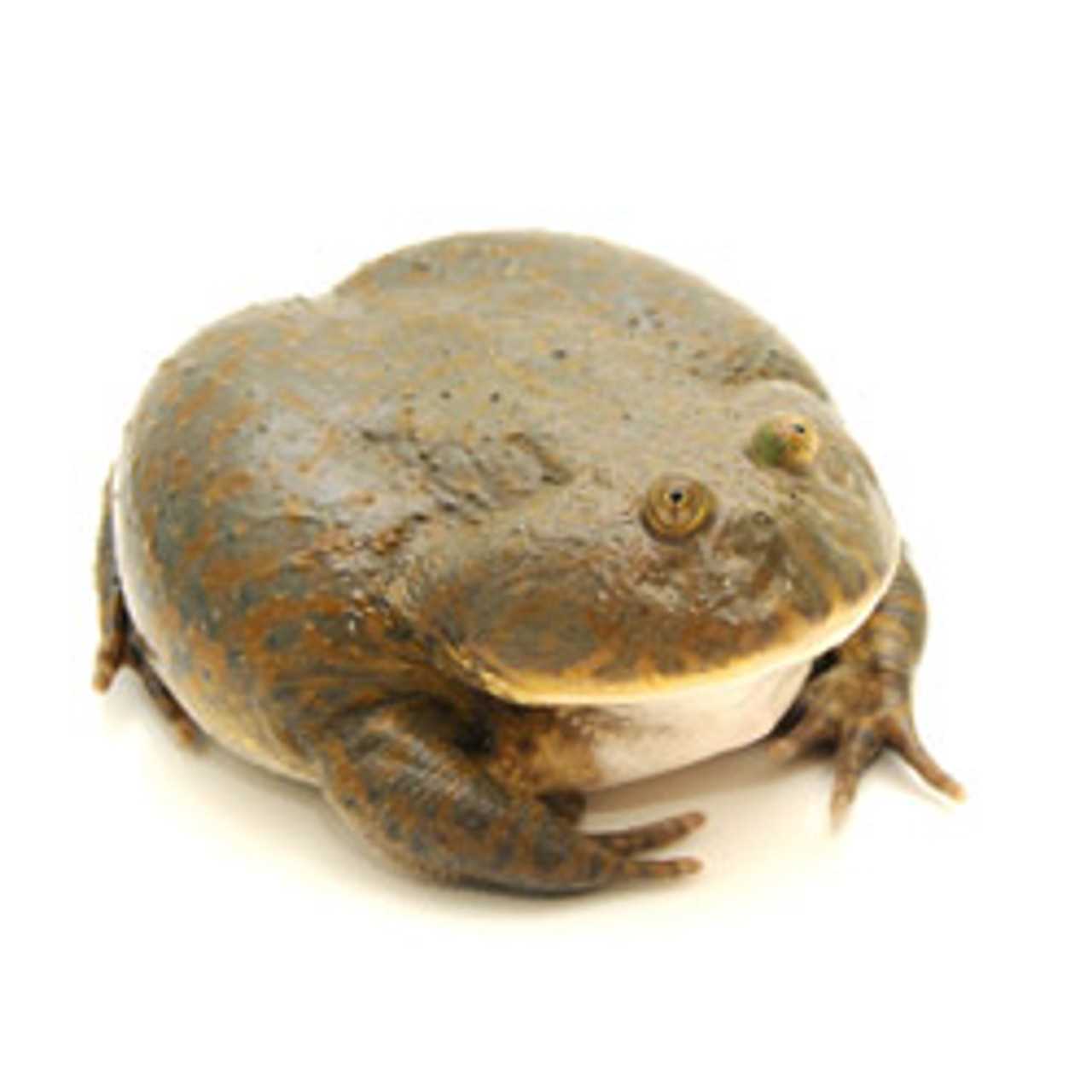 Budgett frogs