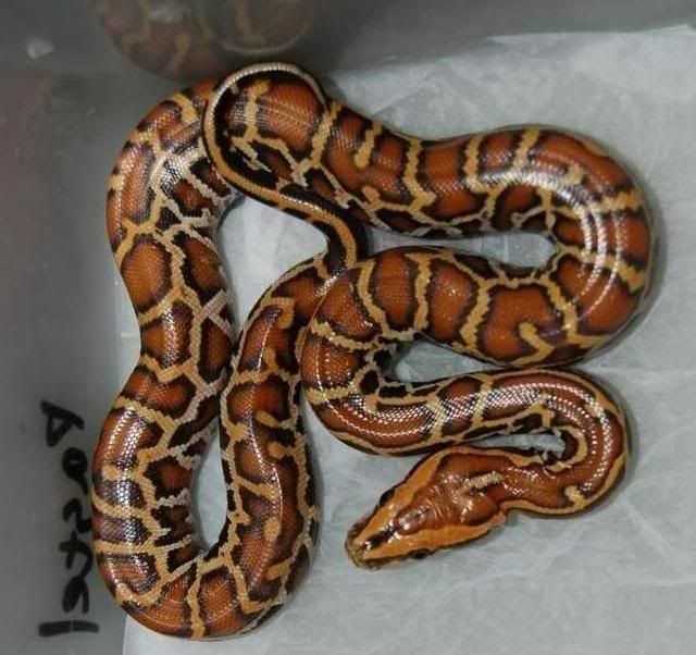 Unique and Rare Morphs in Burmese Pythons
