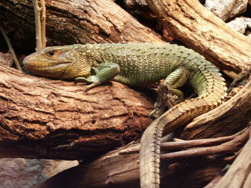 Exploring the Habitat and Range of the Caimen Lizard