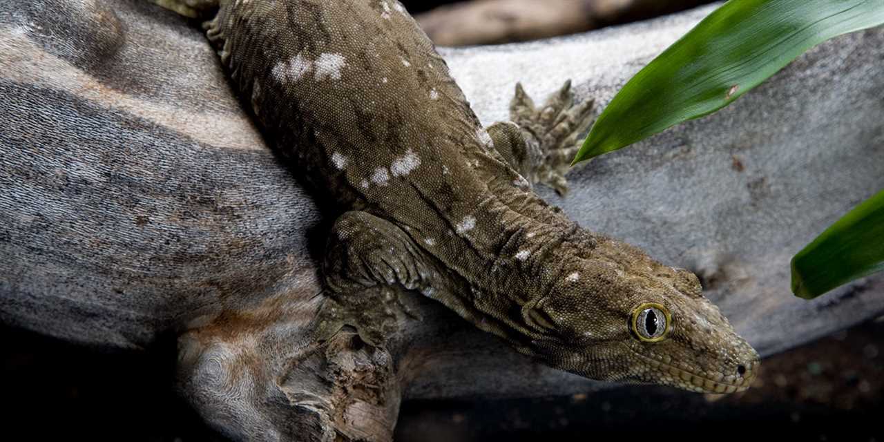 Caledonian giant gecko