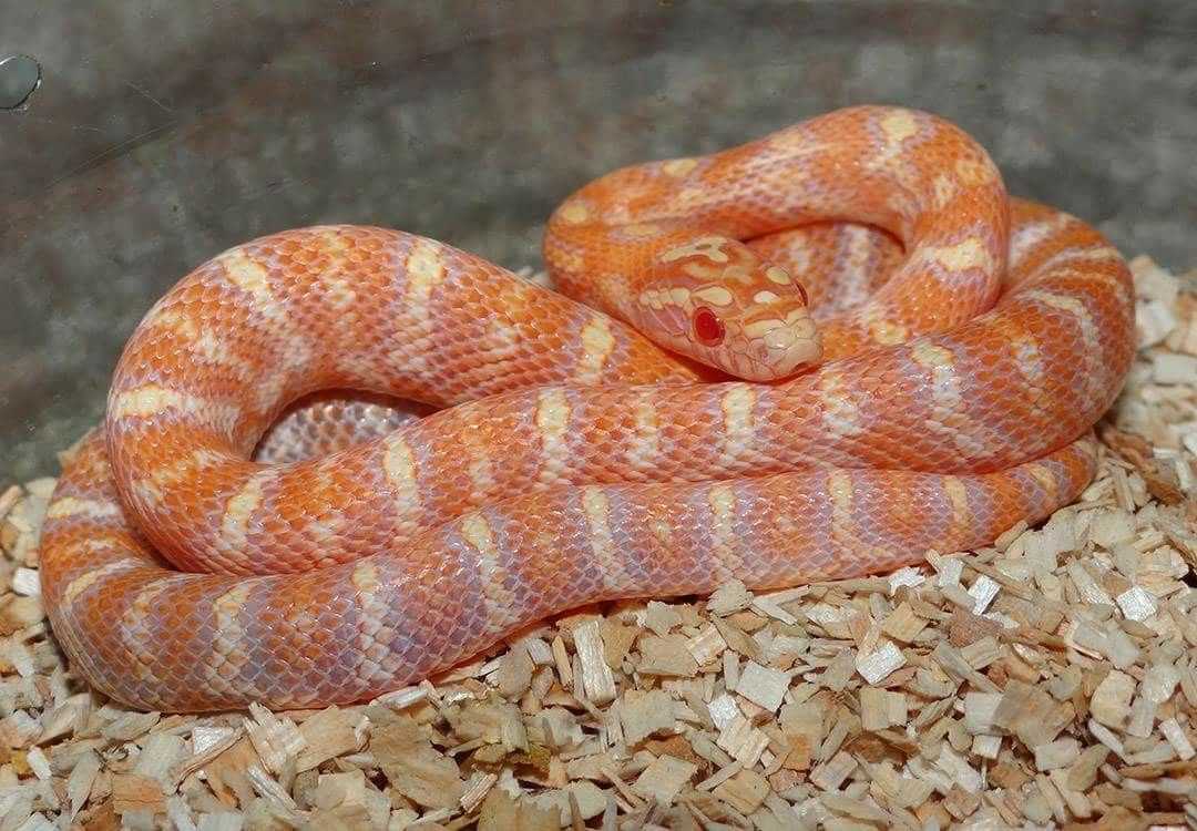 California corn snake