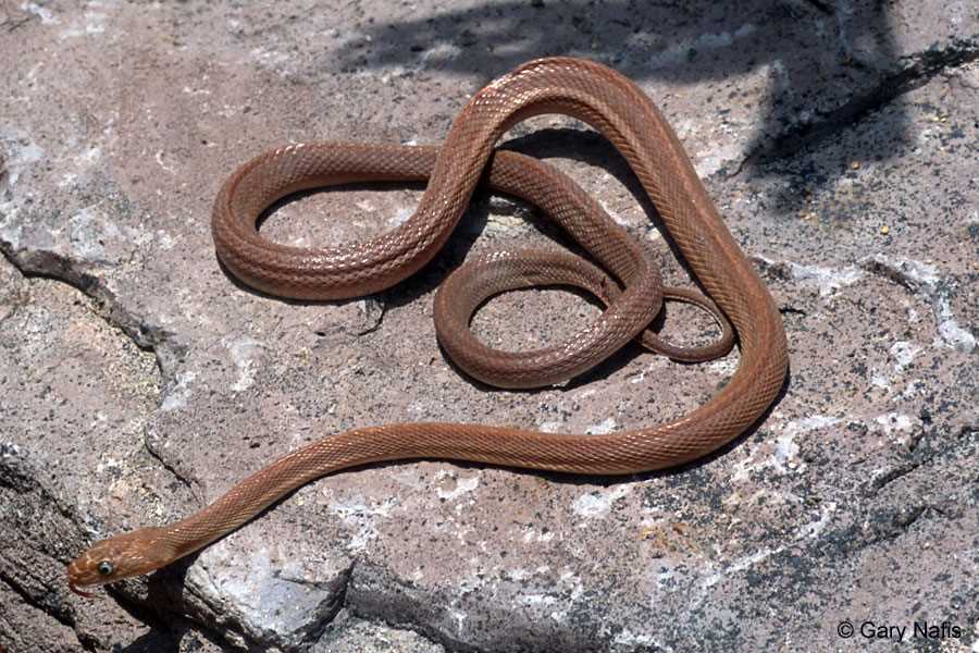 California rat snake