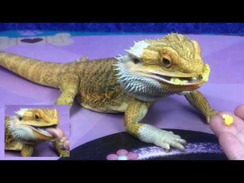 Can a bearded dragon eat eggs