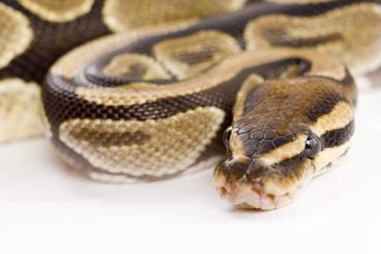 Can Ball Pythons Hear? The Debate Continues