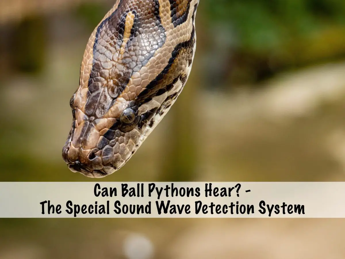 The Role of Vibrations in Ball Pythons' Hearing