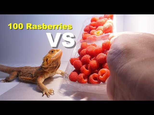 Health Benefits of Raspberries for Bearded Dragons