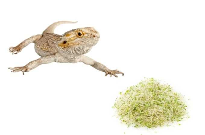 Can bearded dragons eat alfalfa sprouts