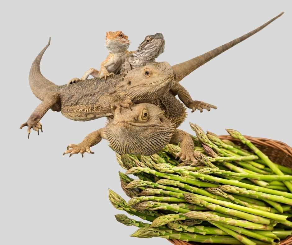 Can bearded dragons eat asparagus