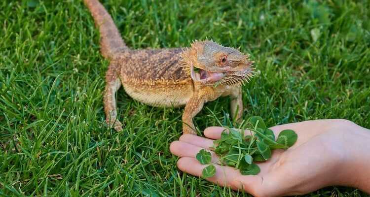 Can Bearded Dragons Eat Dried Basil?
