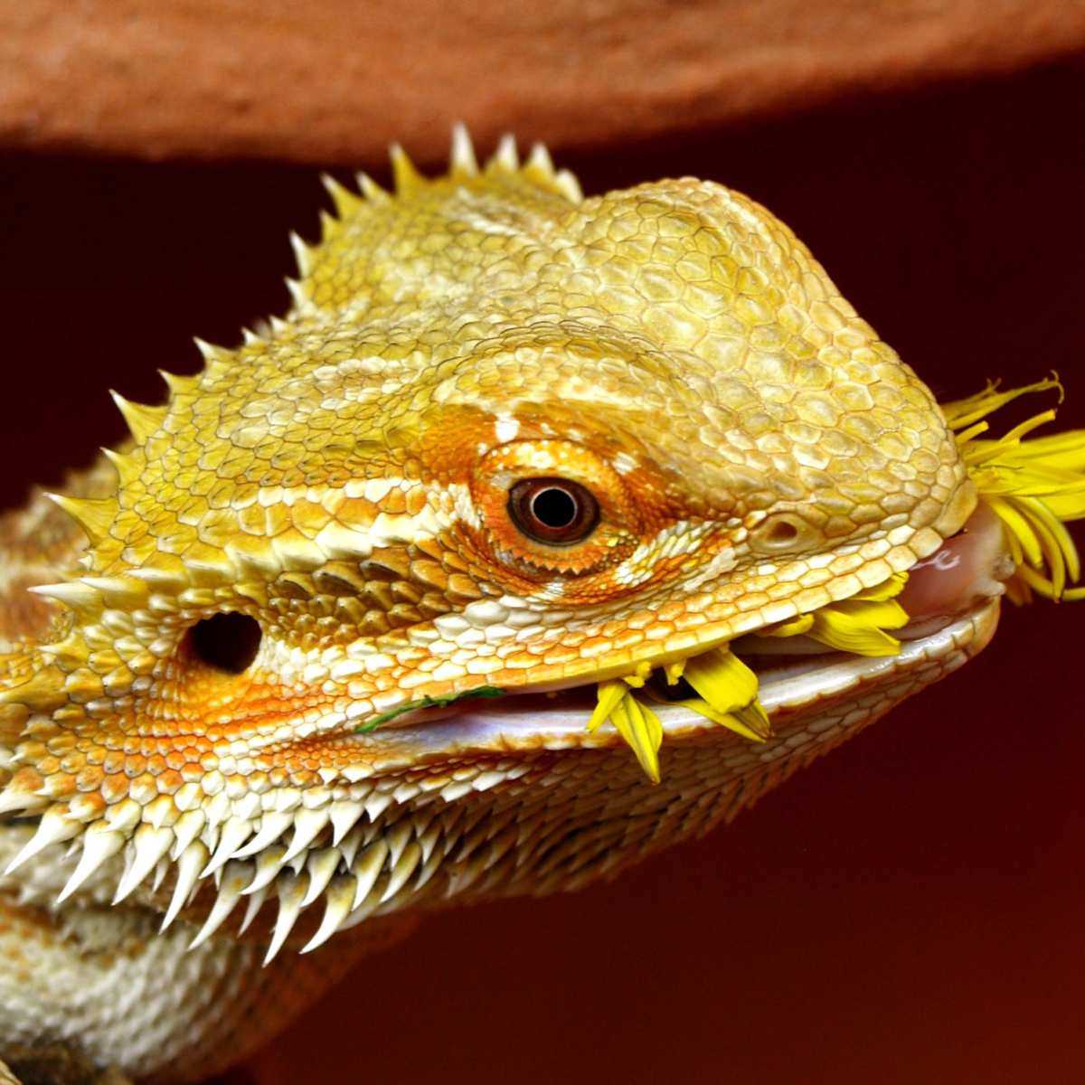 Can Bearded Dragons Eat Basil Flowers?