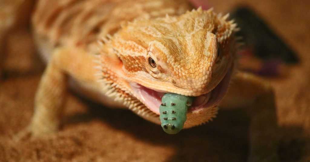 Potential Benefits and Risks for Bearded Dragons