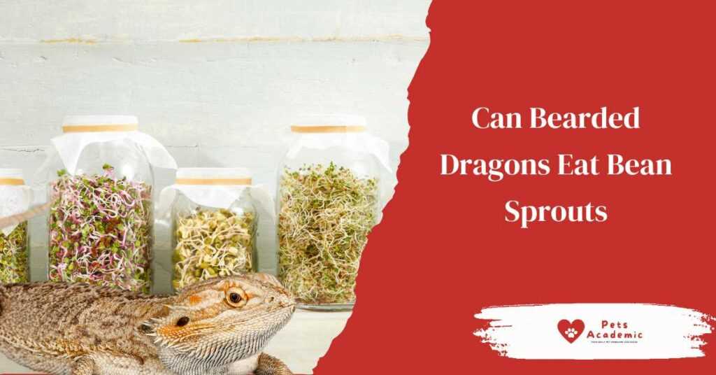 How to Prepare Bean Sprouts for Bearded Dragons