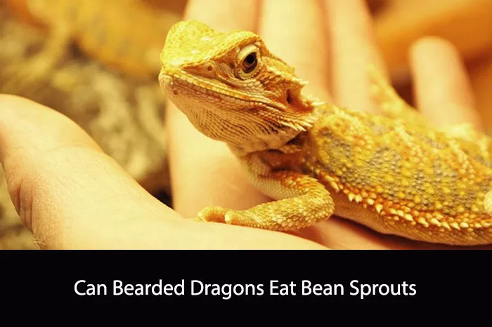 Can bearded dragons eat bean sprouts