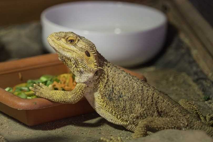 Can bearded dragons eat brussel sprouts