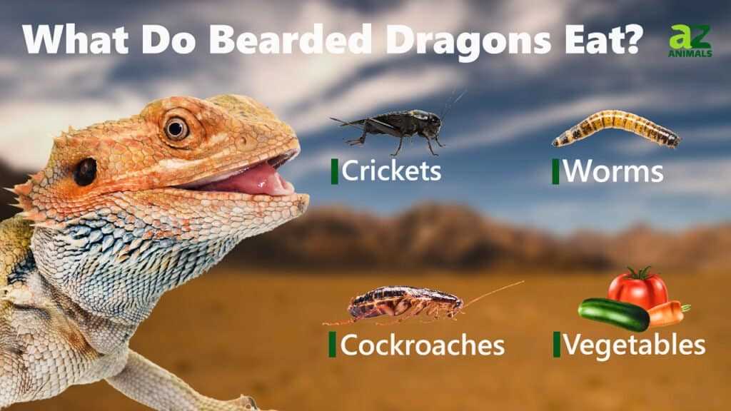 Nutritional Value of Dandelions for Bearded Dragons