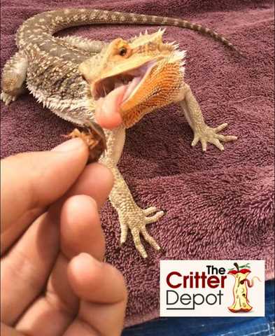 Health Benefits of Dandelions for Bearded Dragons
