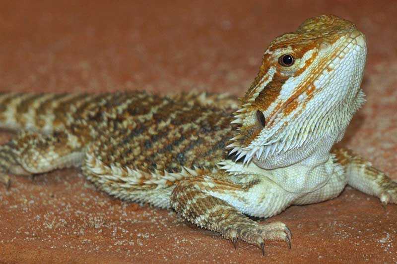 Can bearded dragons eat earthworms