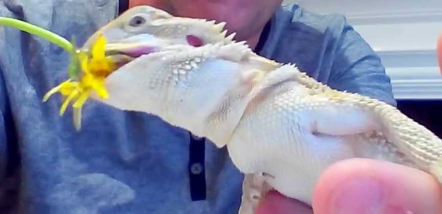 Can bearded dragons eat flowers
