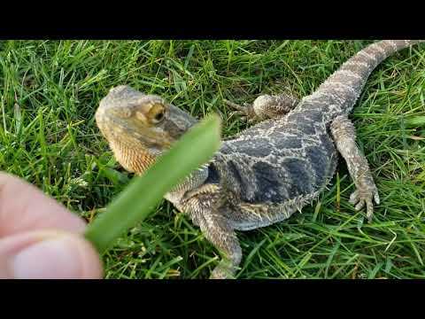 Can bearded dragons eat grass