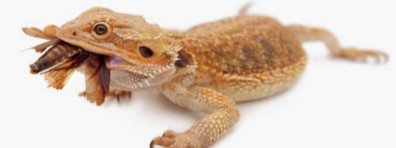 Signs of Allergic Reaction or Digestive Issues in Bearded Dragons