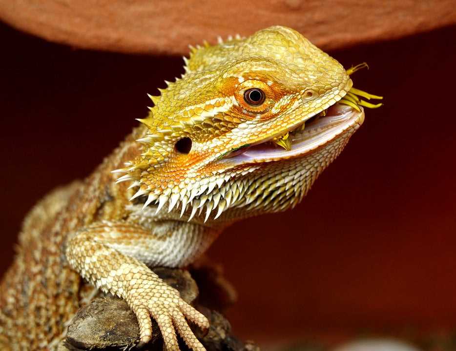 5. Observe your bearded dragon: