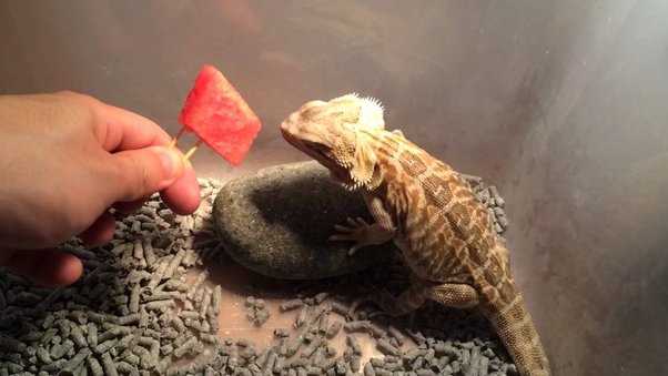 Can Bearded Dragons Eat Melon Seeds?