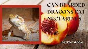 Can bearded dragons eat nectarines