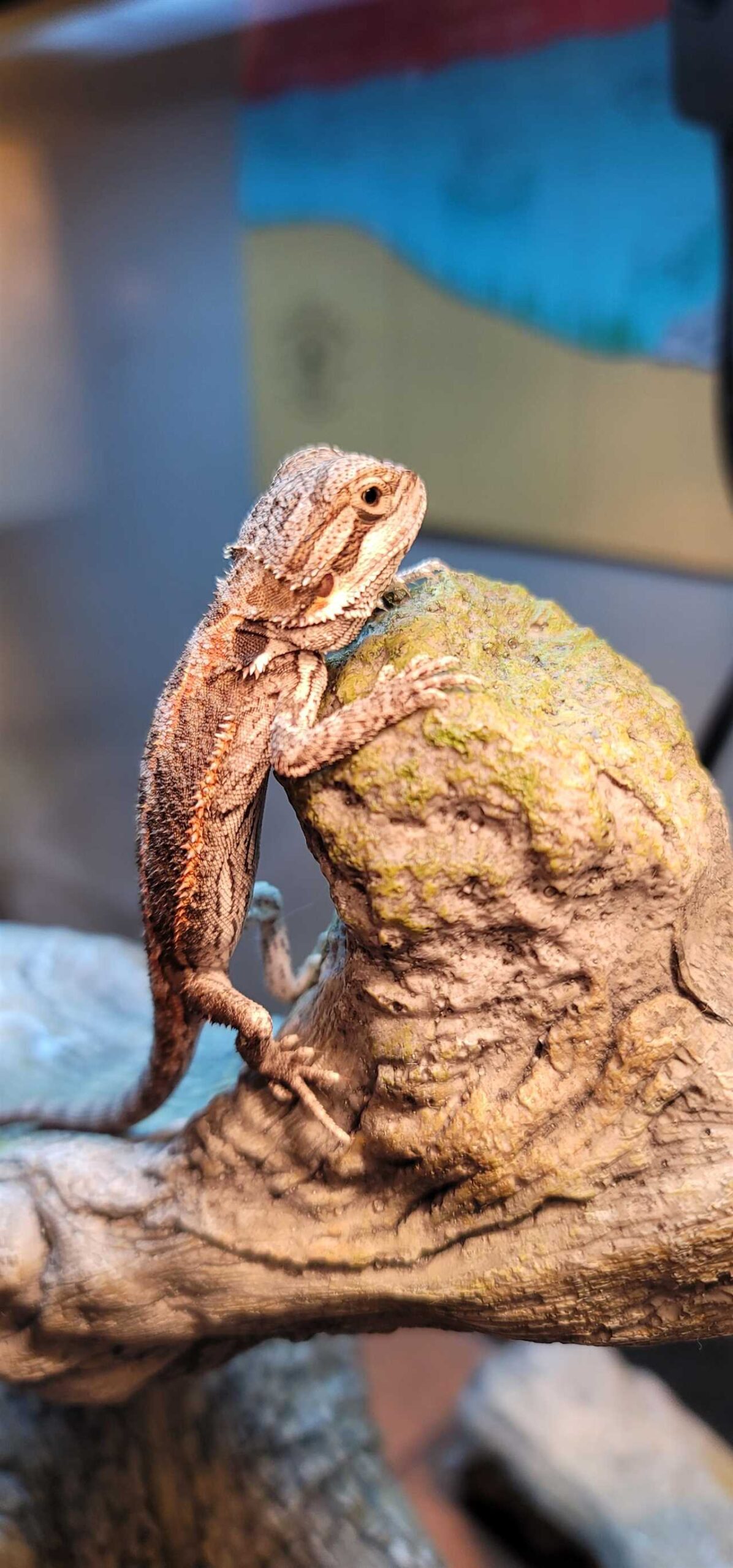 Can bearded dragons eat parsley