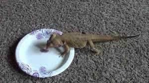 Can bearded dragons eat pinkies