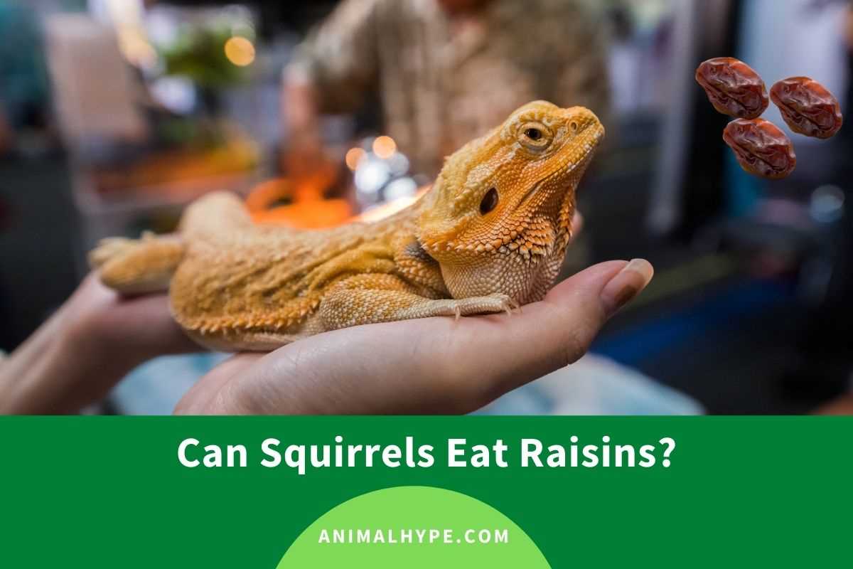 Can bearded dragons eat raisins