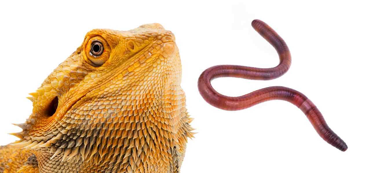 Can bearded dragons eat red worms