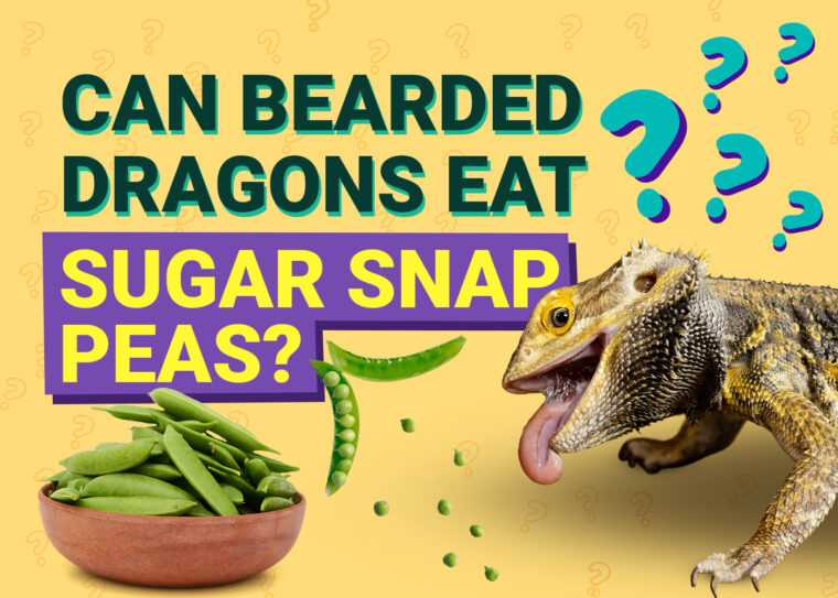 Can bearded dragons eat snow peas