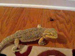 Can Bearded Dragons Eat Spiders?