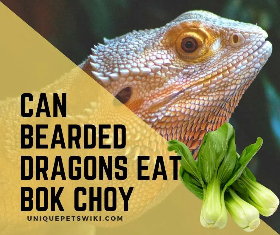 Other Vegetables Safe for Bearded Dragons