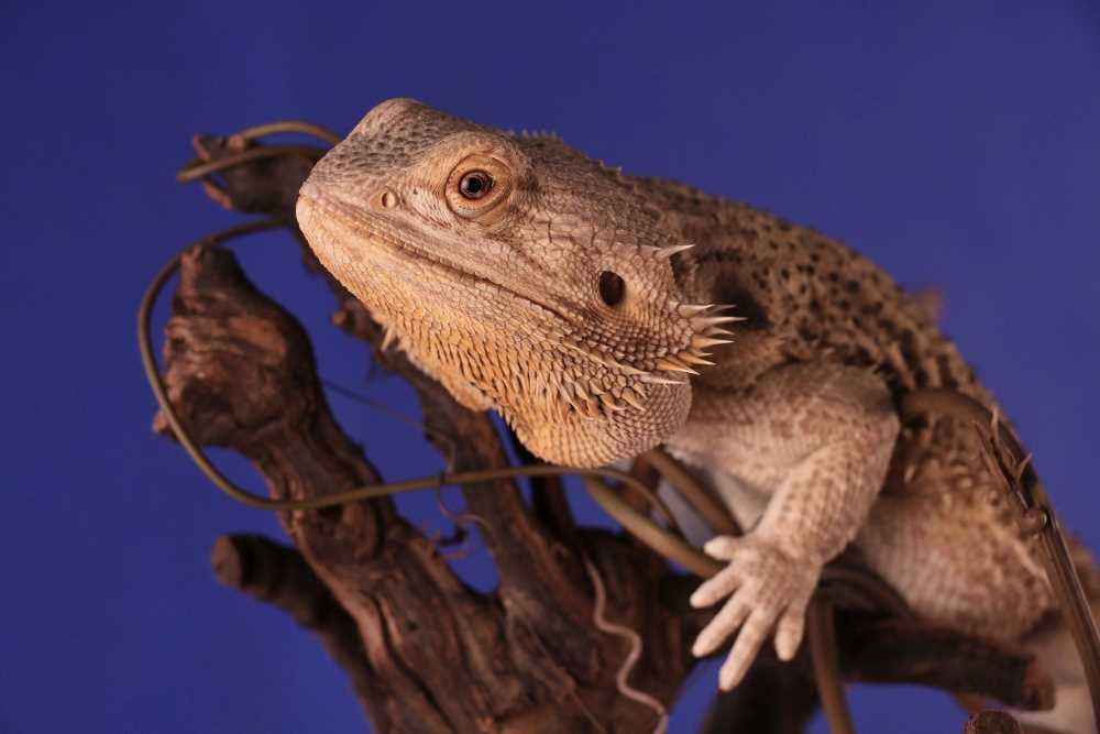 Alternatives to Mushrooms for Bearded Dragons