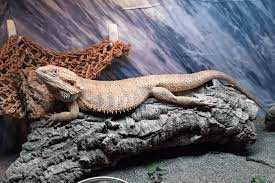 The Nutritional Value of Pumpkin for Bearded Dragons