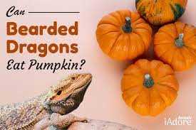 Benefits of Feeding Pumpkin to Bearded Dragons