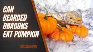 6. Offering Pumpkin as a Treat