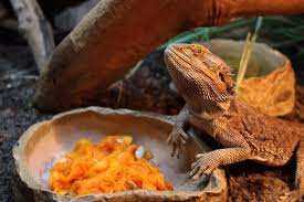Can bearded dragons have pumpkin